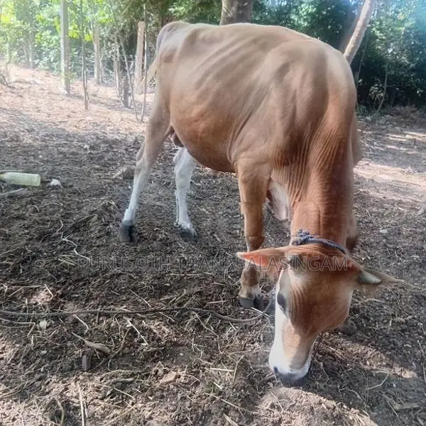 Nampan Cow