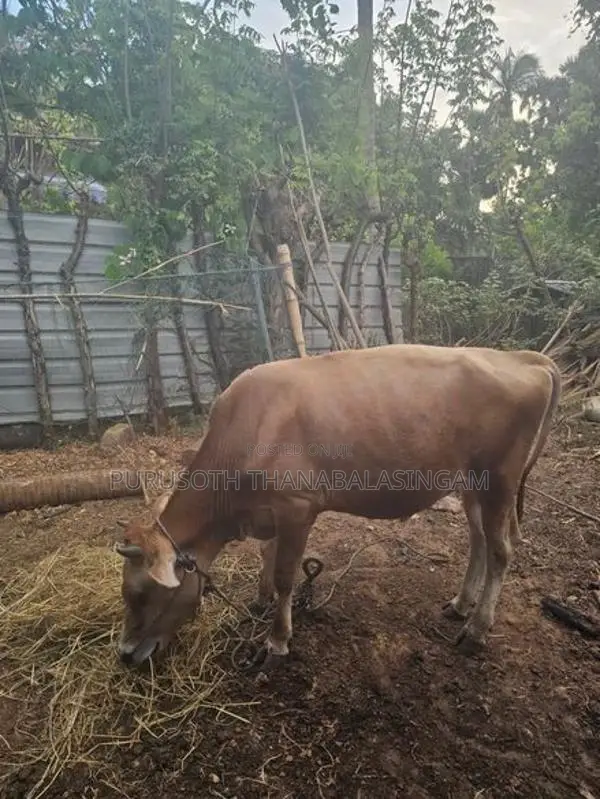 Nampan Cow