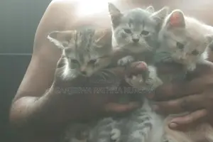 Persian Mix Kittens