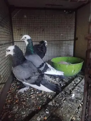 Pigeon