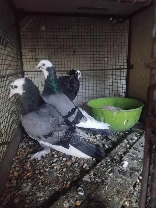 Pigeon