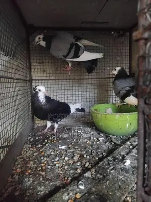 Pigeon