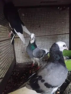 Pigeon