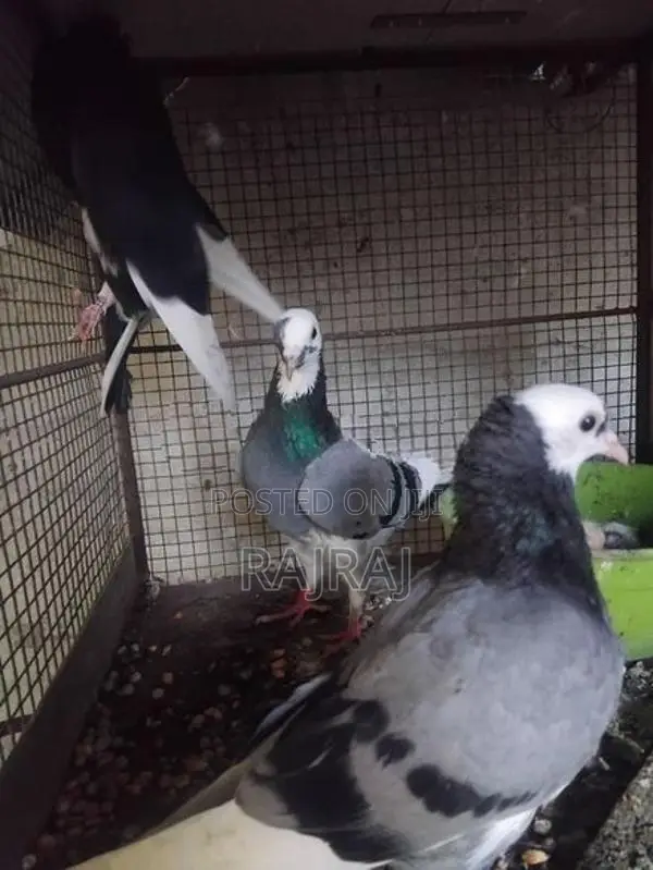 Pigeon