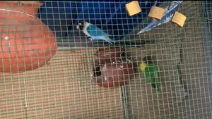 African Lovebirds