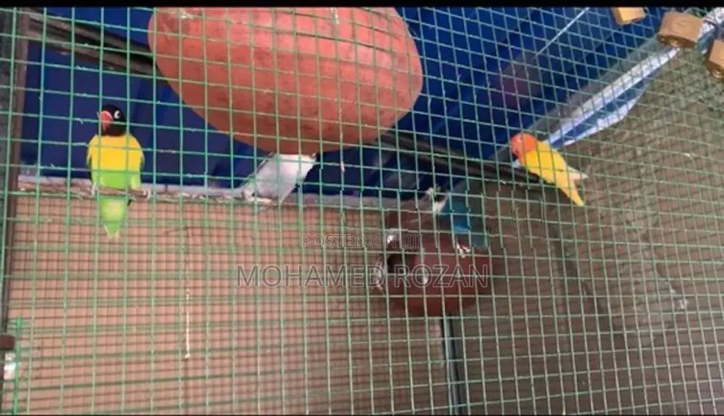 African Lovebirds