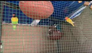 African Lovebirds