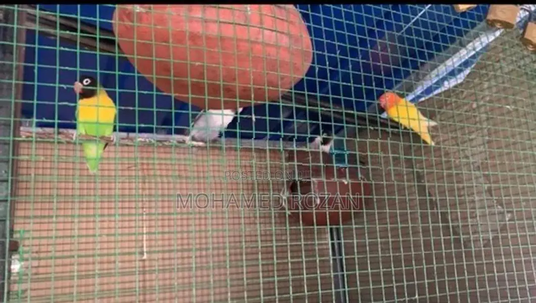 African Lovebirds