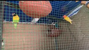 African Lovebirds