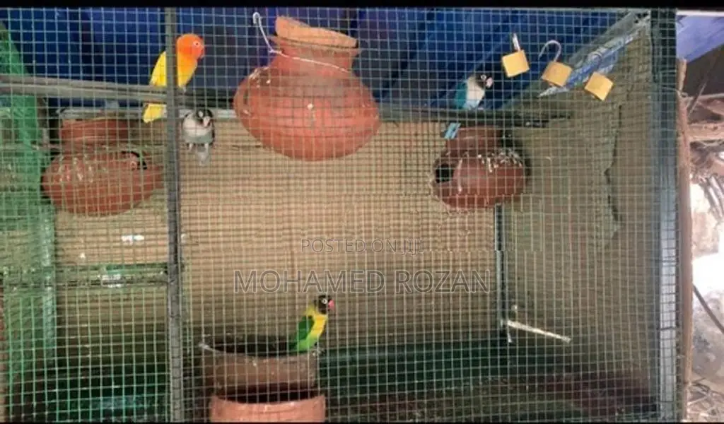 African Lovebirds