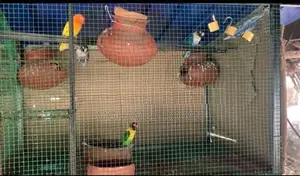 African Lovebirds