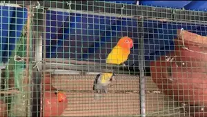 African Lovebirds