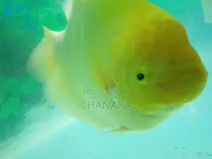 Giant Gurami Fish