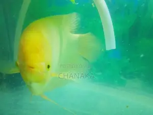 Giant Gurami Fish