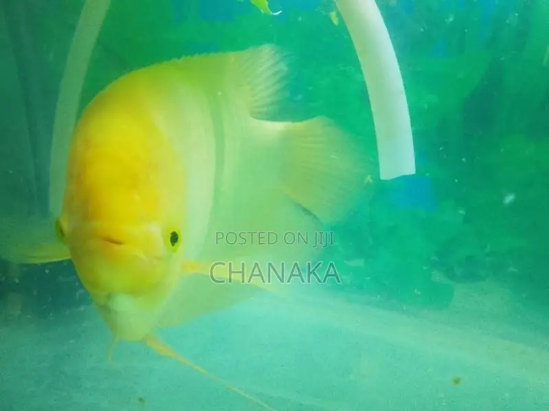Giant Gurami Fish