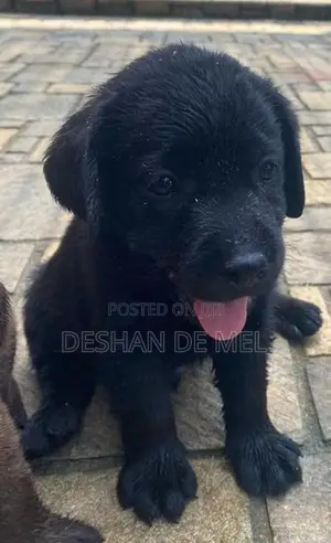 Adorable Labrador Retriever Puppies