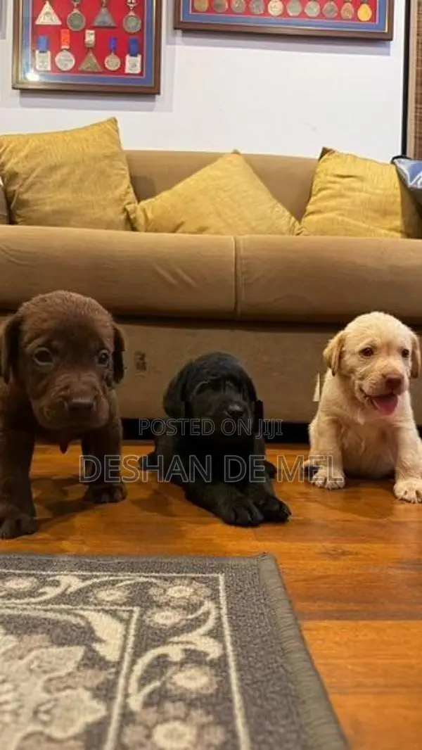 Adorable Labrador Retriever Puppies