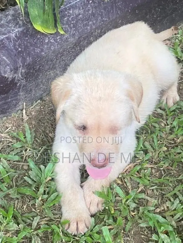 Adorable Labrador Retriever Puppies