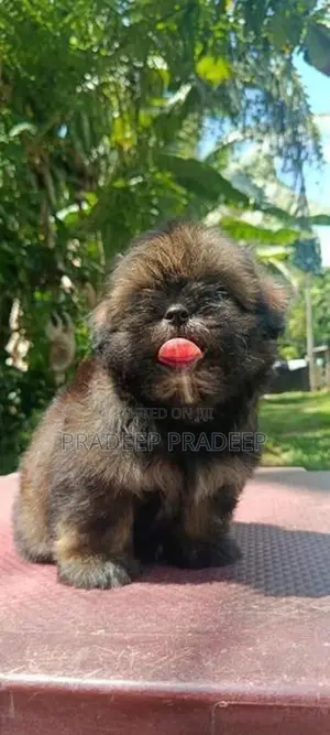 Shih Tzu Puppies