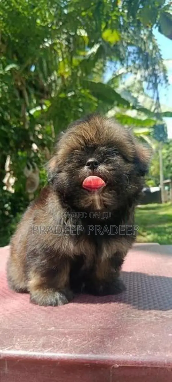 Shih Tzu Puppies