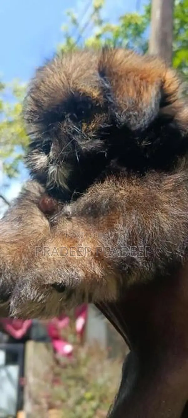 Shih Tzu Puppies