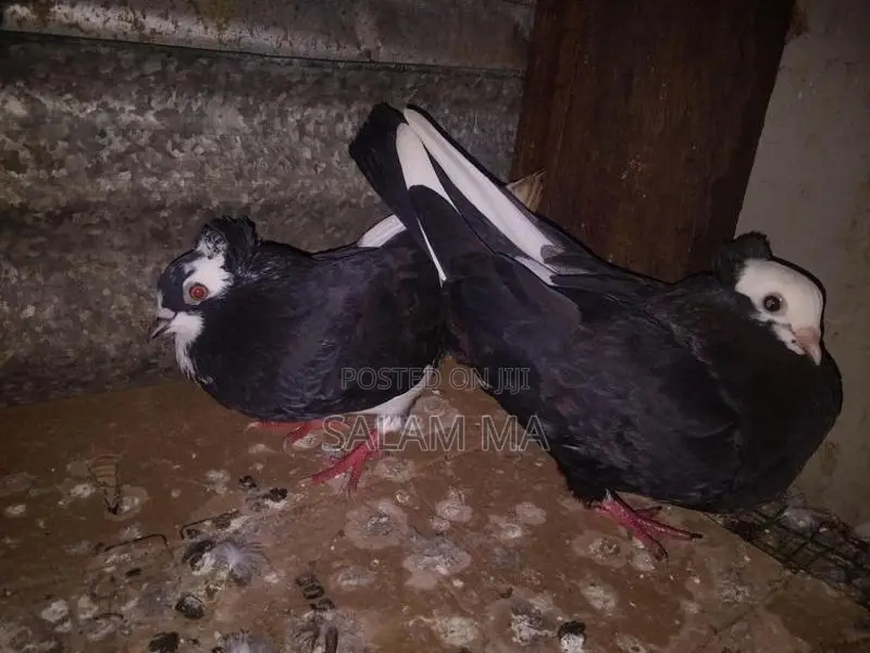 அப்பில் கொண்டை