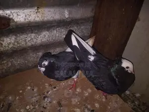 அப்பில் கொண்டை