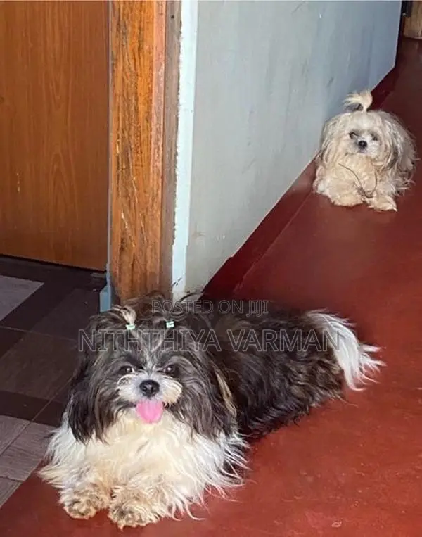 Shih Tzu Puppy