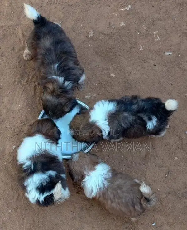 Shih Tzu Puppy