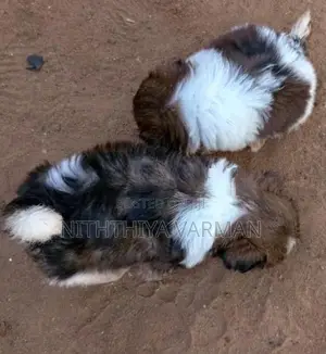Shih Tzu Puppy