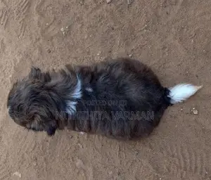 Shih Tzu Puppy