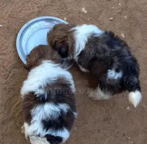 Shih Tzu Puppy