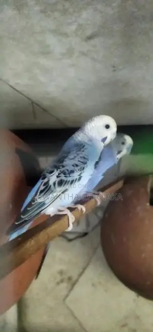 Love Bird