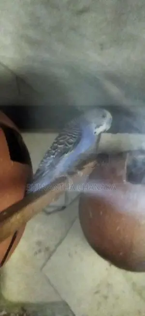 Love Bird