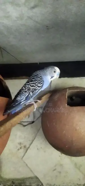 Love Bird