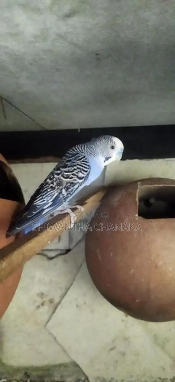Love Bird