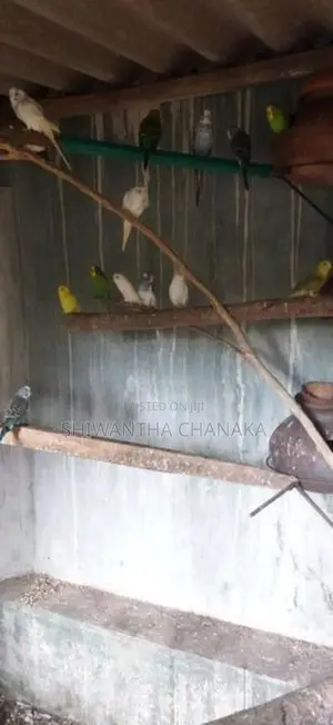 Love Bird