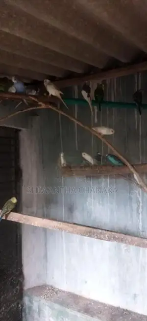 Love Bird