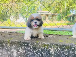 Puppies
