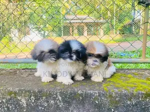 Puppies