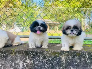 Puppies