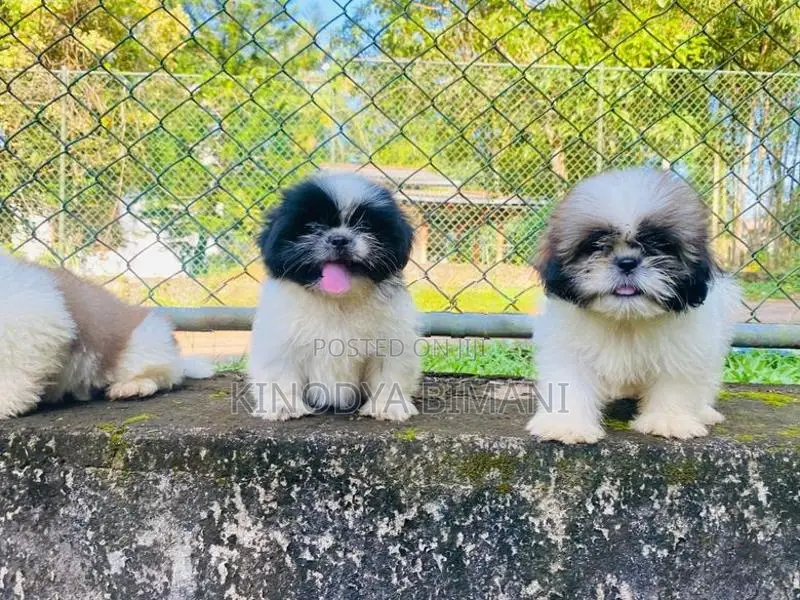 Puppies
