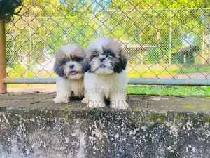 Puppies