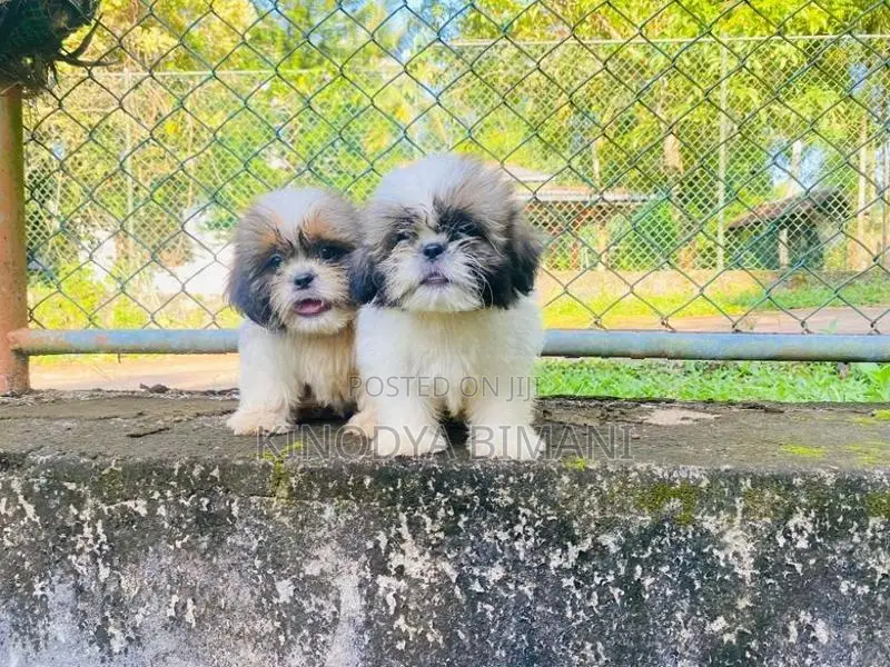 Puppies
