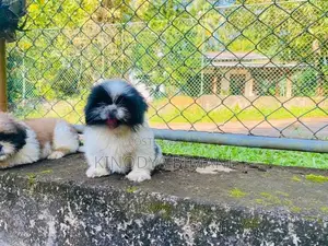 Puppies
