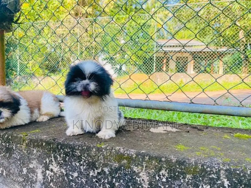 Puppies