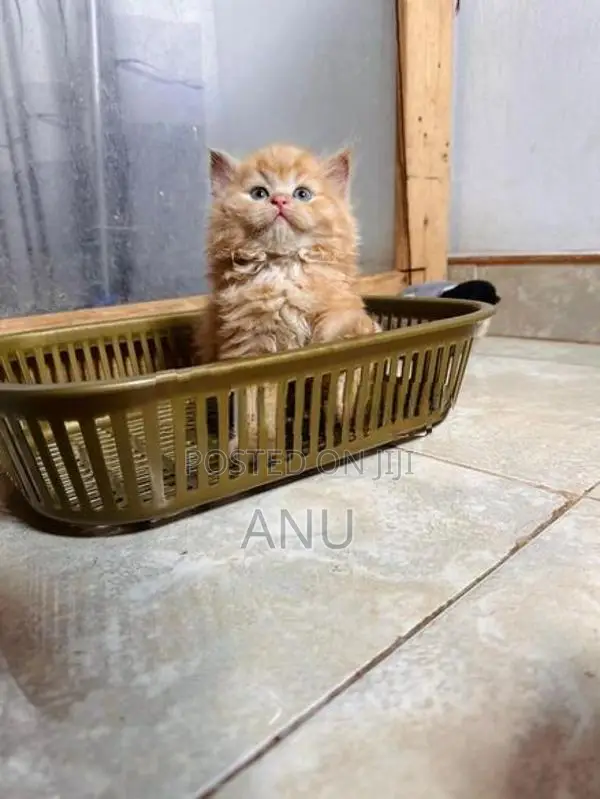 Persian Kitten
