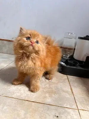 Persian Kitten