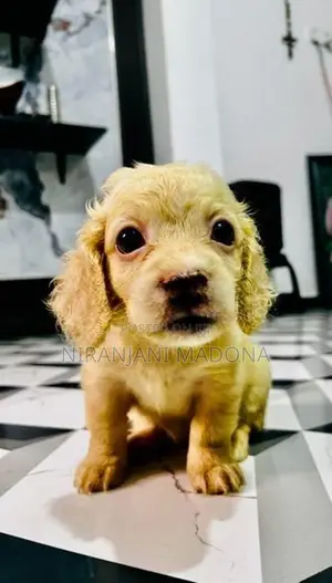Cocker Spaniel Short Breed