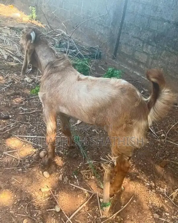 Kidaai Aadu